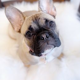 French Bulldog Puppies from French Vanilla Frenchies