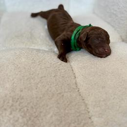 Bob Ross - Chocolate male Goldendoodle puppy in Twin Falls, Idaho from Burrow & Bone