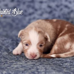 Australian Shepherd, Miniature American Shepherd, Miniature Australian Shepherd, and Toy Australian Shepherd Puppies from Painted Blue Aussies
