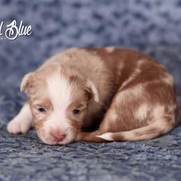 Australian Shepherd, Miniature American Shepherd, Miniature Australian Shepherd, and Toy Australian Shepherd Puppies from Painted Blue Aussies