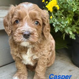 Casper, Blue collar - Red male Australian Labradoodle puppy in Mount Gilead, North Carolina from Tillery Labradoodles