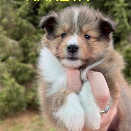 Raketa - Sable and white Shetland Sheepdog puppy in Bainbridge, New York from Royal Tea Shelties