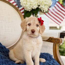 Betsy - Cream female Goldendoodle puppy in Nashville, Tennessee from Hilton Doodles
