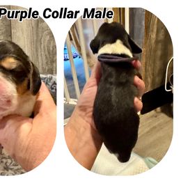 Purple - Black white and tan male Beagle puppy in Viper, Kentucky from Mountain Top