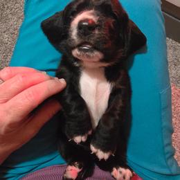 Girl 9 - Black and white female Basset Hound puppy in Shelbyville, Michigan from Buck Wild 4 Bassets