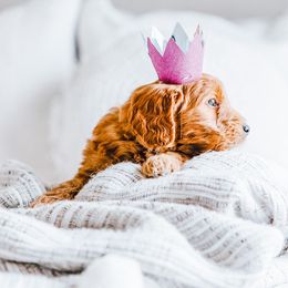 Goldendoodle Puppies from Golden Haven Doodles