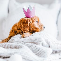 Goldendoodle Puppies from Golden Haven Doodles