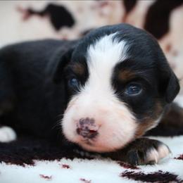 Hitch - Black tri male Miniature Australian Shepherd puppy in Ixonia, Wisconsin from Hunt N Oaks