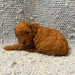 Andy - Red  male Goldendoodle puppy in Springfield, Tennessee from BK3 Miniature Goldendoodles