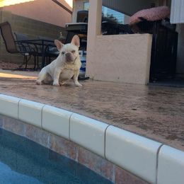 French Bulldog All Grown Up from Az Frenchies