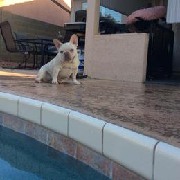 French Bulldog All Grown Up from Az Frenchies