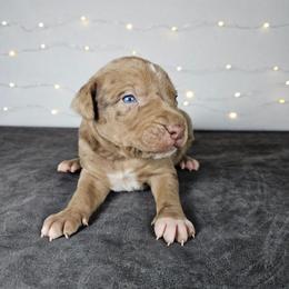 Wesson NALC - Red merle male Catahoula Leopard Dog puppy in Doerun, Georgia from Twig & Tail Puppies