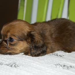 Pebbles - Red female Dachshund puppy in Midland, Texas from The Barefield Doxies