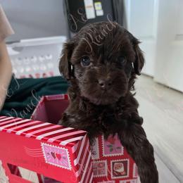 Apache - Brown and white female Aussiedoodle puppy in Loveland, Colorado from A&L Ranch Aussiedoodles