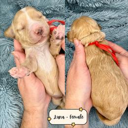 Luna - Gold female Australian Labradoodle puppy in Citrus Heights, California from Elite Blend Labradoodles