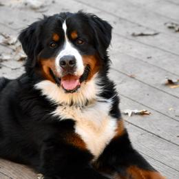 Blu - Bernese Mountain Dog
