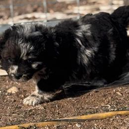 Boy 2 - Black and tan male Corgipoo puppy in Junction, Utah from Sugar Doodles