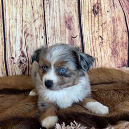 Keira ( chi x Toy Aussie) - Merle female Chihuahua puppy in Paradise, Texas from KCL Pups