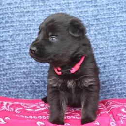 Girl 2 - Bi-color female German Shepherd puppy in Republic, Washington from Von Zobel Haus Kennels
