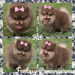 Kit - Chocolate and tan female Pomeranian puppy in Anna, Texas from Fantasy Pomeranians & Fantasy Aussies