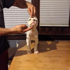 Dogo Argentino Puppies from De la Fuerza de Dios