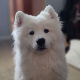 Yuki - Samoyed
