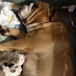 Baby Boy 1 - Red and white male Bulldog puppy in Geraldine, Alabama from Rathbone Bulldogs