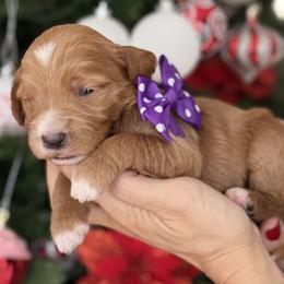 Yuki -Purple collar female - Red  female Goldendoodle puppy in Yuciapa, California from AlltheDoodlez_
