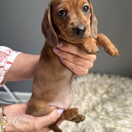 Girl - Red female Dachshund puppy in Gilbert, South Carolina from Gena’s Dachshunds