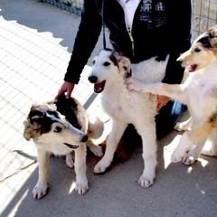 Borzoi Puppies from Radost Borzoi