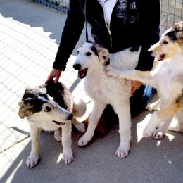 Borzoi Puppies from Radost Borzoi