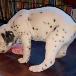 Dalmatians from Eola Farms Dalmatians