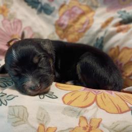 Dolly (pink collar) - Black tri-color female Australian Shepherd puppy in Okeechobee, Florida from Rothsolid Aussies