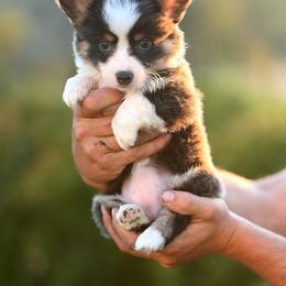 Sapphire - Black and tan female American Corgi puppy in Mariposa, California from Gem Coast Corgis