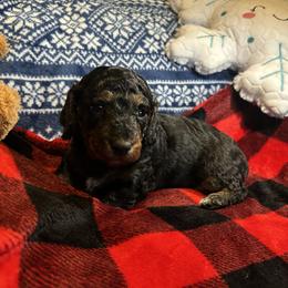 Dachshund Puppies from Dashing Doxie’s