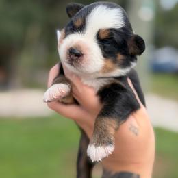 Winnie ASDR - Black tri female Miniature Australian Shepherd puppy in Polk City, Florida from Skaky Shepherds