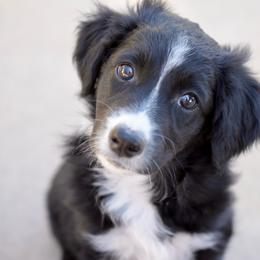 Lily - Black and white female Aussiedoodle puppy in Peyton, Colorado from Colorful Colorado Aussiedoodles