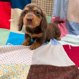 Tom, CKC - Chocolate and tan male Dachshund puppy in Pollok, Texas from Magnolia Kennels
