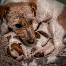 German Shorthaired Pointer and Russell Terrier Puppies from Charnobragan Acres