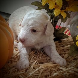 Australian Labradoodle Puppies from Doodle Inn Labradoodles
