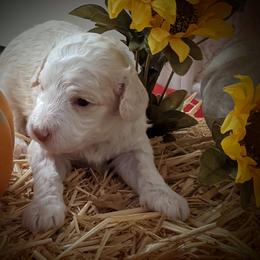 Australian Labradoodle Puppies from Doodle Inn Labradoodles