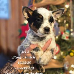 Girl 2 - Blue mottled female Australian Cattle Dog puppy in Monroe, North Carolina from Creek View Cattle Dogs