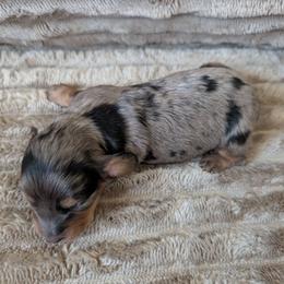 Amya - Dapple female Dachshund puppy in Barnard, Missouri from KB Doxies