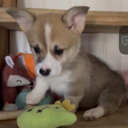 AKC Green - Red male Pembroke Welsh Corgi puppy in Summerfield, Florida from Promise Land Farm