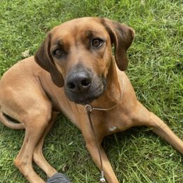 Rhodesian Ridgebacks from Crusader Rhodesian Ridgebacks