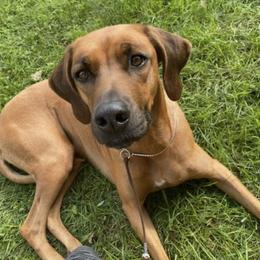 Rhodesian Ridgebacks from Crusader Rhodesian Ridgebacks