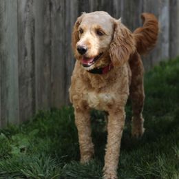 Mya - Goldendoodle