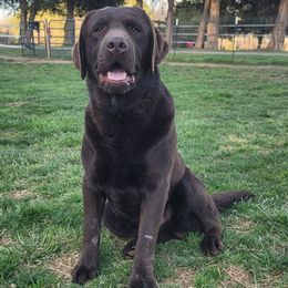 Labrador Retrievers from Cedar Hill Farm Labradors