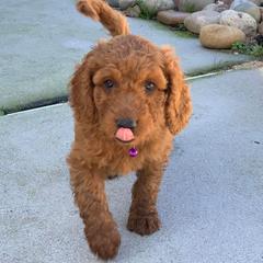 Irish Doodle Puppies from FitzPatricks Doodles