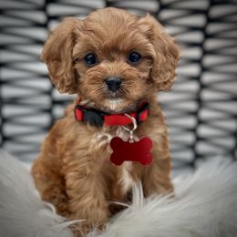 Petra - Red female Cavapoo puppy in Palm Beach County, Florida from Benji’s Cockapoos